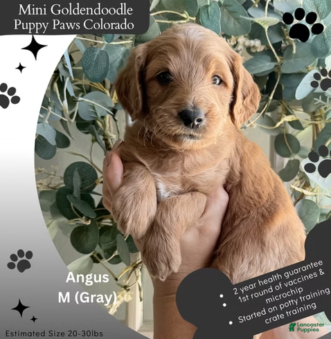 Mini Goldendoodle dogs Angus - Ad 3