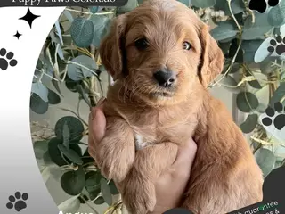 Mini Goldendoodle dogs Angus - Ad 3