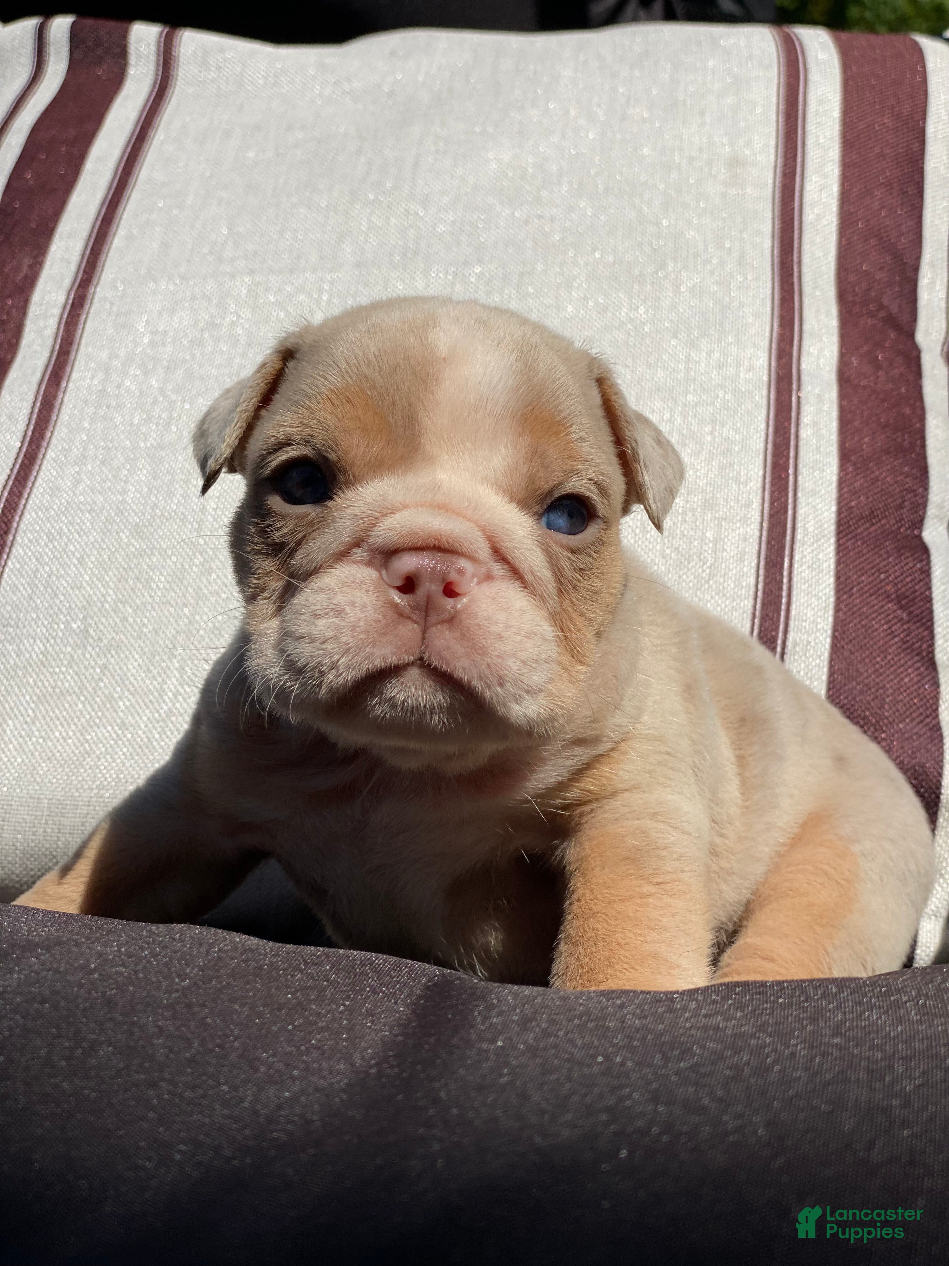 English Bulldog dogs Ricky - Ad 22