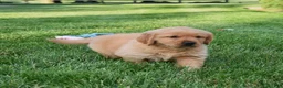 Golden Retriever dogs for sale: Annabella - Ad 4