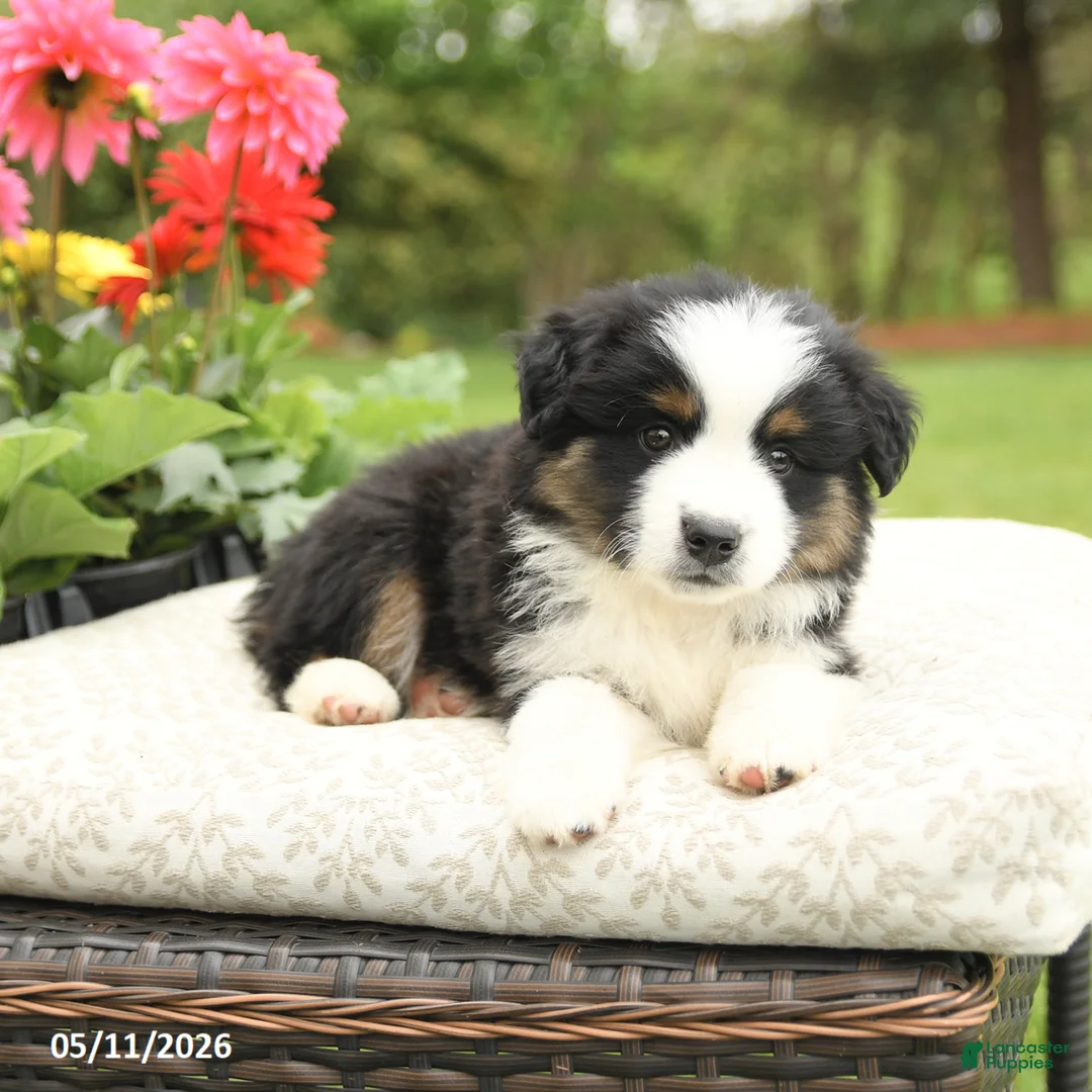 Miniature Australian Shepherd dogs for sale: Sherlock - Ad 2