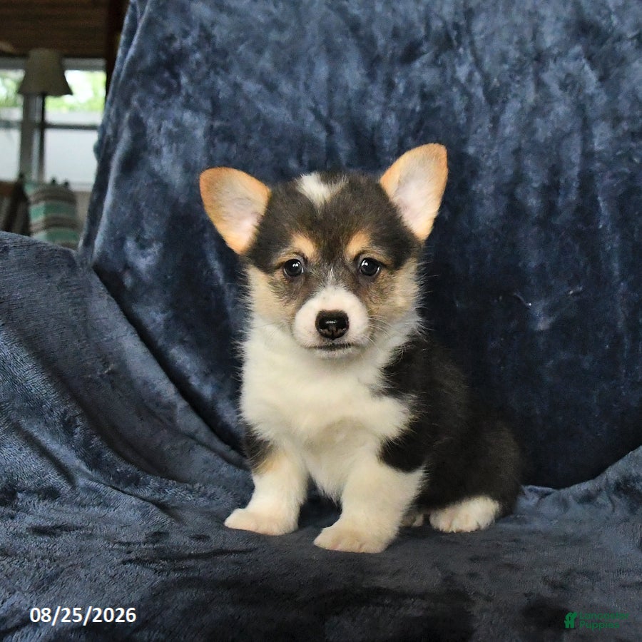 Welsh Corgi Pembroke dogs Rain - Ad 2