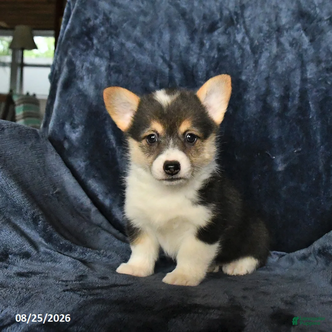 Welsh Corgi Pembroke dogs for sale: Rain - Ad 2