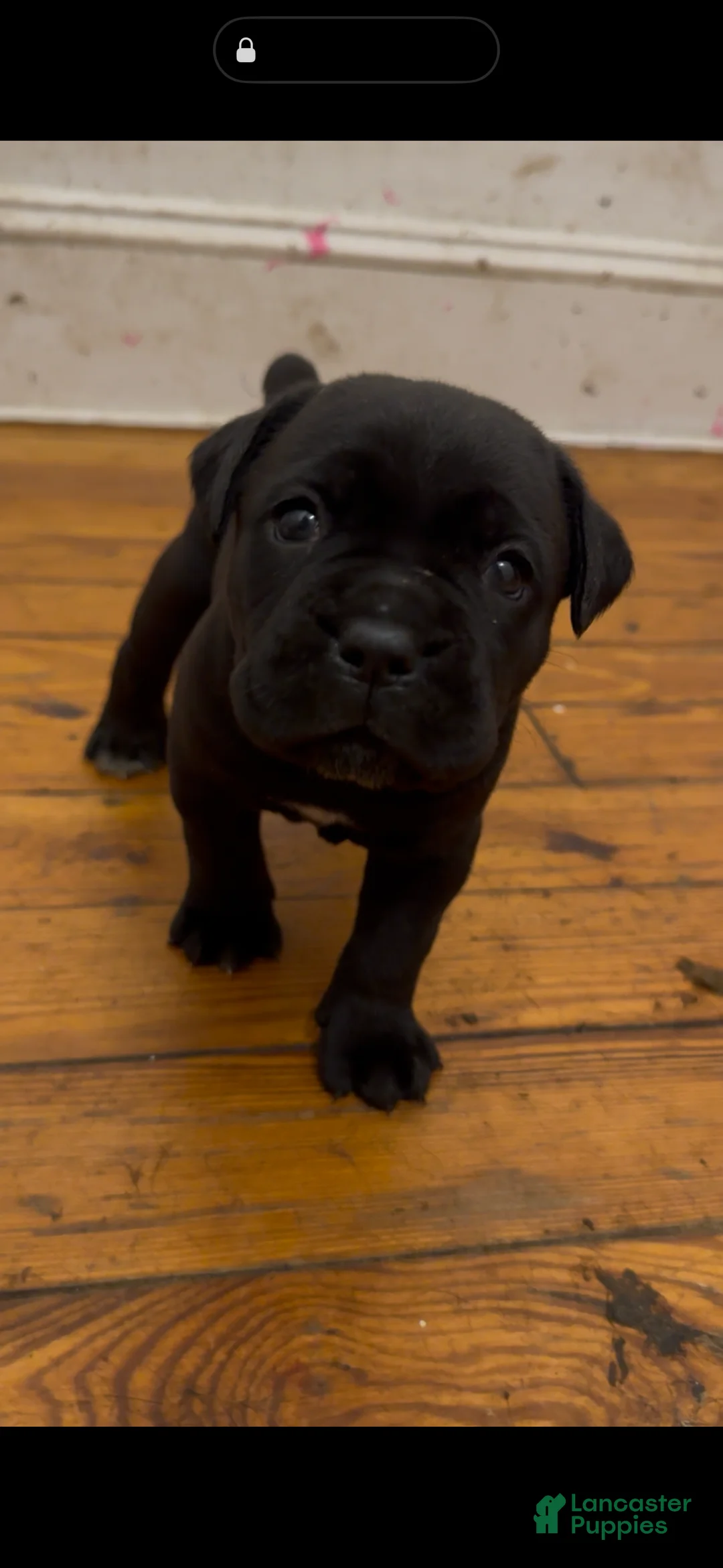 Cane Corso dogs for sale: Roxy - Ad 2
