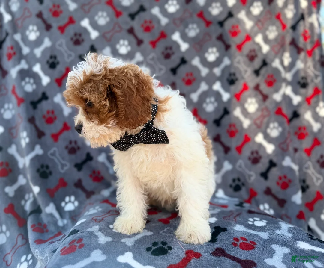 Cavapoo dogs for sale: Twix - Ad 7