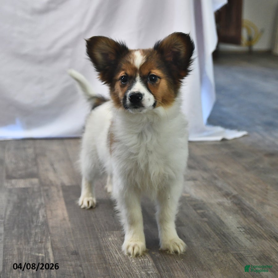 Papillon dogs Swallowtail - Ad 1