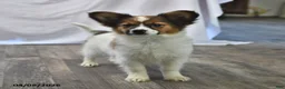 Papillon dogs for sale: Swallowtail - Ad 1