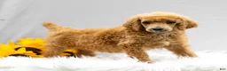 Standard Poodle dogs for sale: Michief - Ad 1