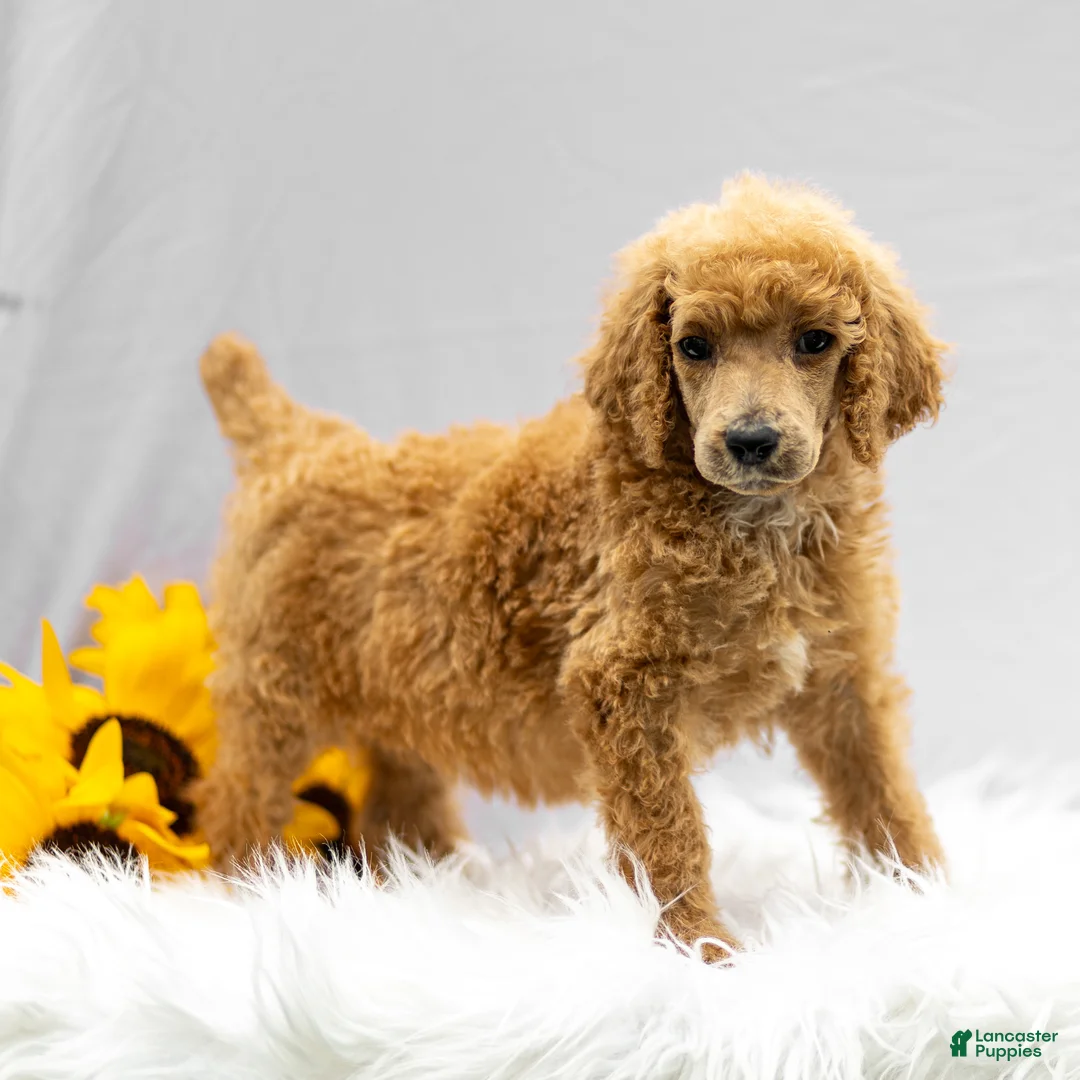 Standard Poodle dogs for sale: Michief - Ad 1