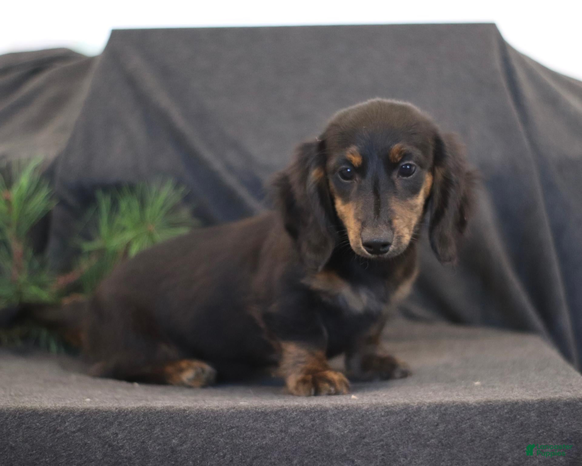 Miniature Dachshund dogs Garfield - Ad 2