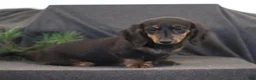 Miniature Dachshund dogs for sale: Garfield - Ad 2