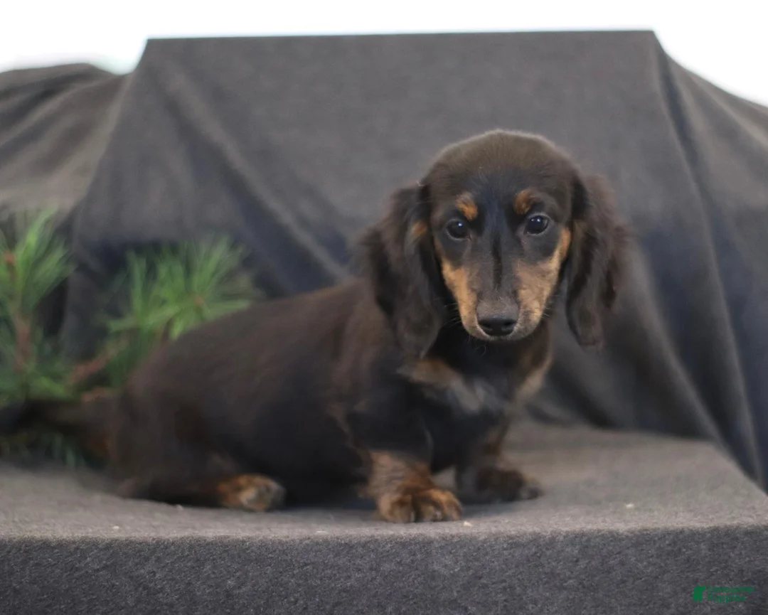 Miniature Dachshund dogs for sale: Garfield - Ad 2