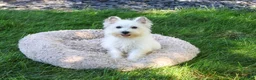 West Highland Terrier dogs for sale: Caroline - Ad 4