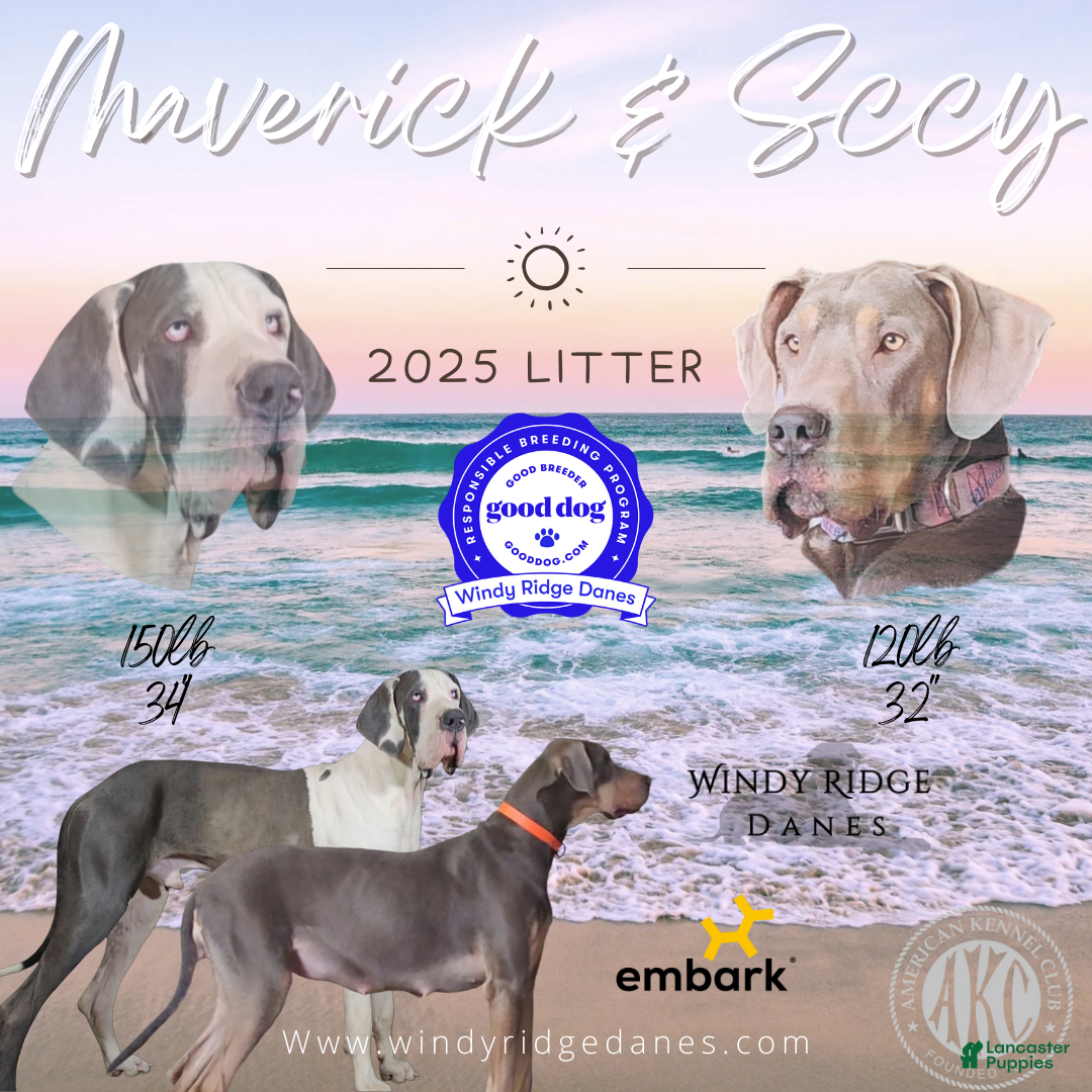 Great Dane dogs for sale: Great Dane Puppy 1 - Ad 5