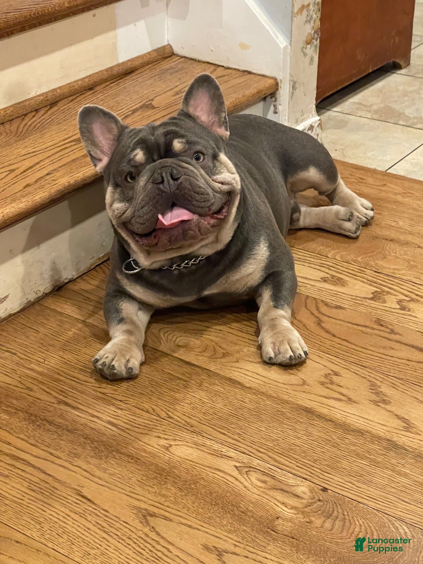 French Bulldog dogs Theo French Bulldog Stud - Ad 1