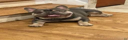 French Bulldog dogs for stud: Theo French Bulldog Stud - Ad 1