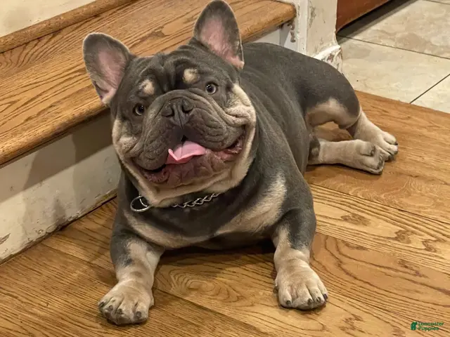 French Bulldog dogs for stud: Theo French Bulldog Stud - Ad 1