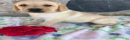 Labrador Retriever dogs for sale: Luna - Ad 1