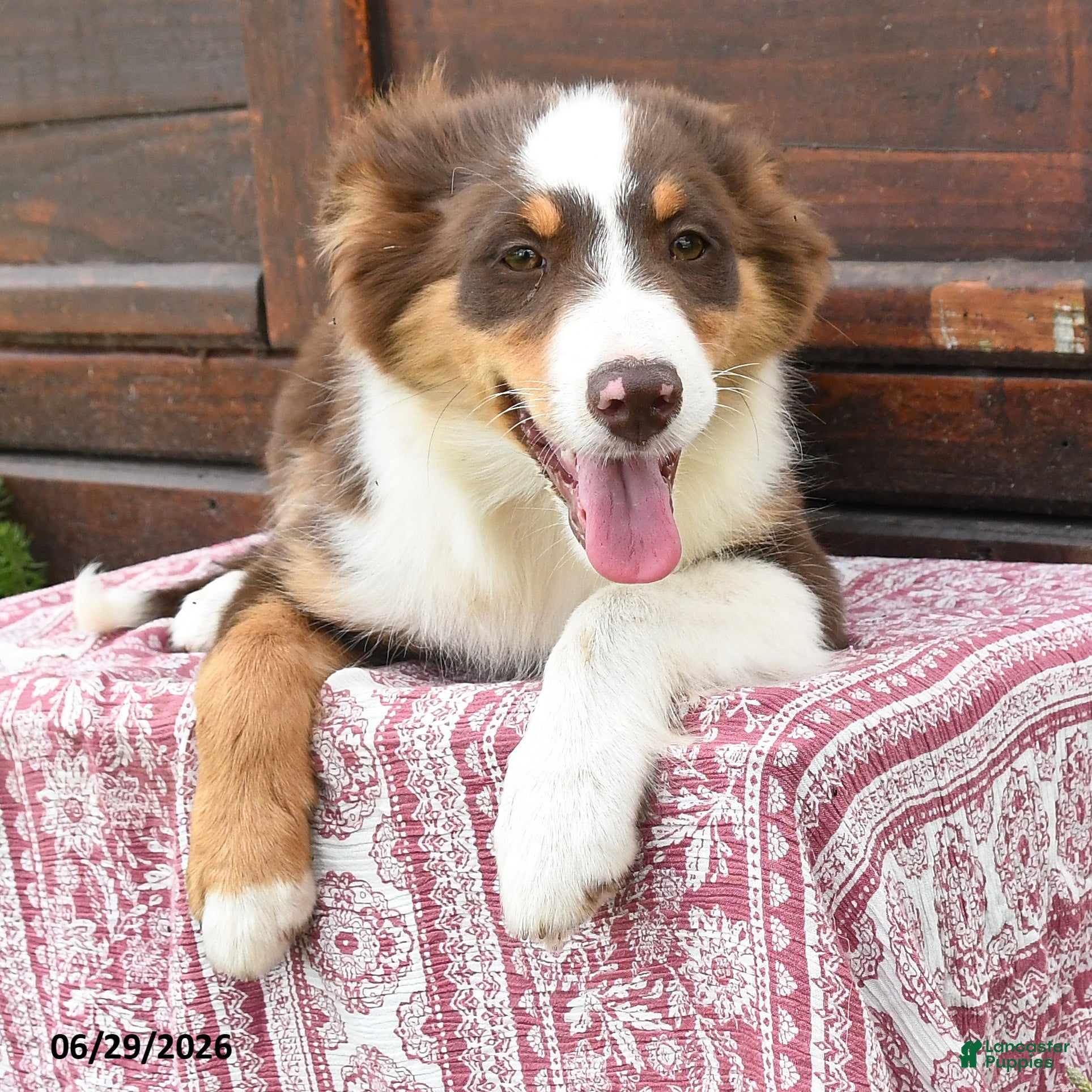 Miniature Australian Shepherd dogs Gemini - Ad 2