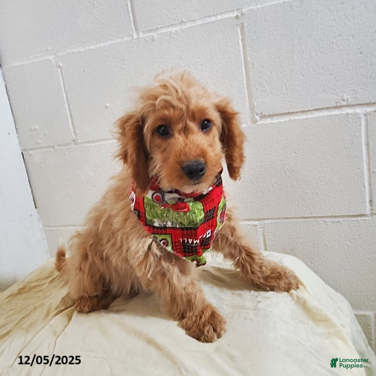 Mini Goldendoodle dogs Brian - Ad 39