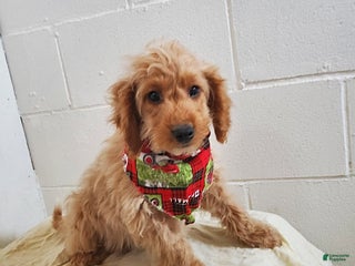 Mini Goldendoodle dogs Brian - Ad 4