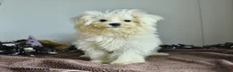 Pomapoo dogs for sale: Hermione - Ad 3