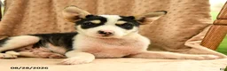 Mixed Breed dogs for sale: Finn - Ad 5