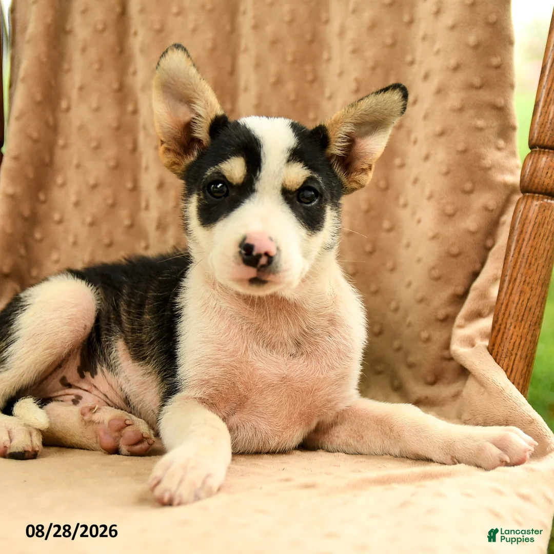 Mixed Breed dogs for sale: Finn - Ad 5