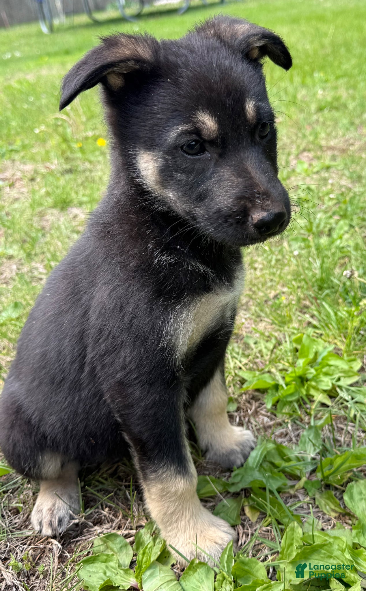 German Shepherd dogs German Shepherd Puppy 4 - Ad 41