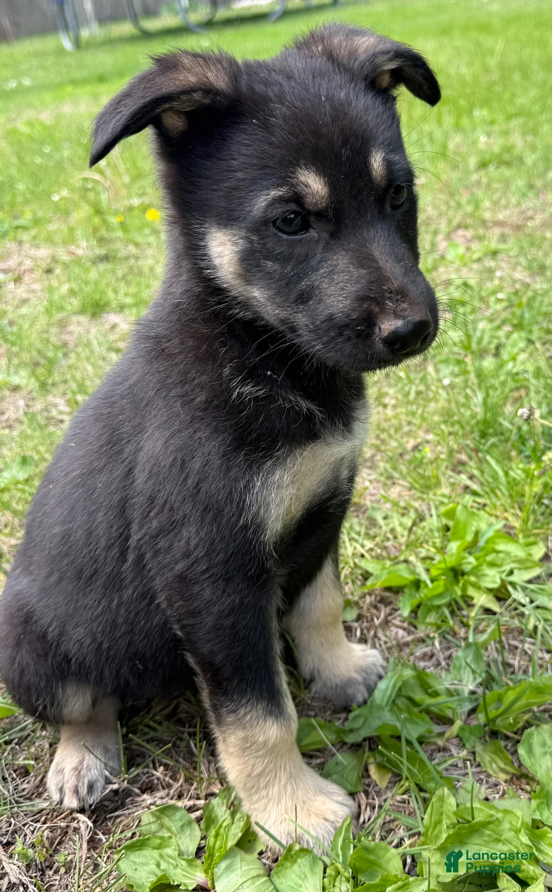 German Shepherd dogs for sale: German Shepherd Puppy 4 - Ad 1