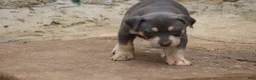 American Bully dogs for sale: Leia - Ad 11