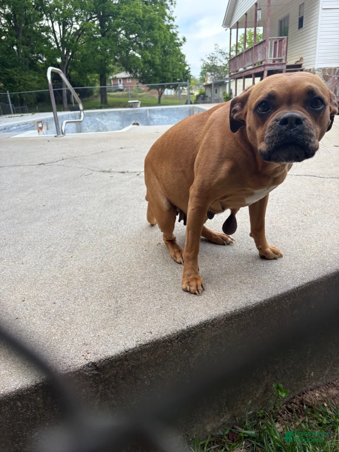 Mixed Breed dogs for sale: Mixed Breed 1 - Ad 2