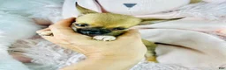 Chihuahua dogs for sale: Chihuahua Puppy 1 - Ad 2