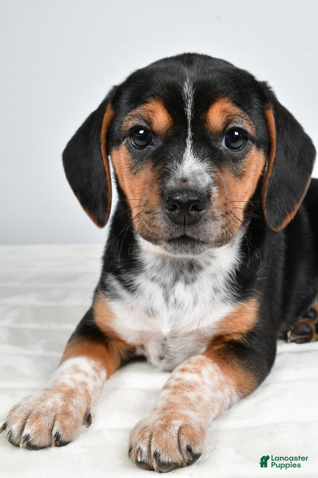 Beagle dogs for sale: Ann - Ad 5