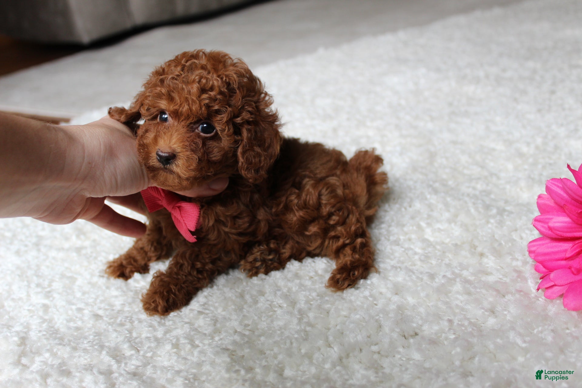 Toy Poodle dogs Mia - Ad 2