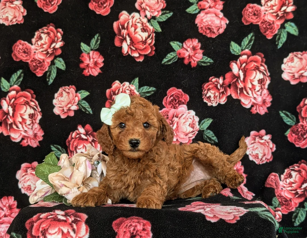 Cavapoo dogs for sale: Jody Hypoallergenic - Ad 5