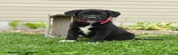 Mixed Breed dogs for sale: Barbie - Ad 1