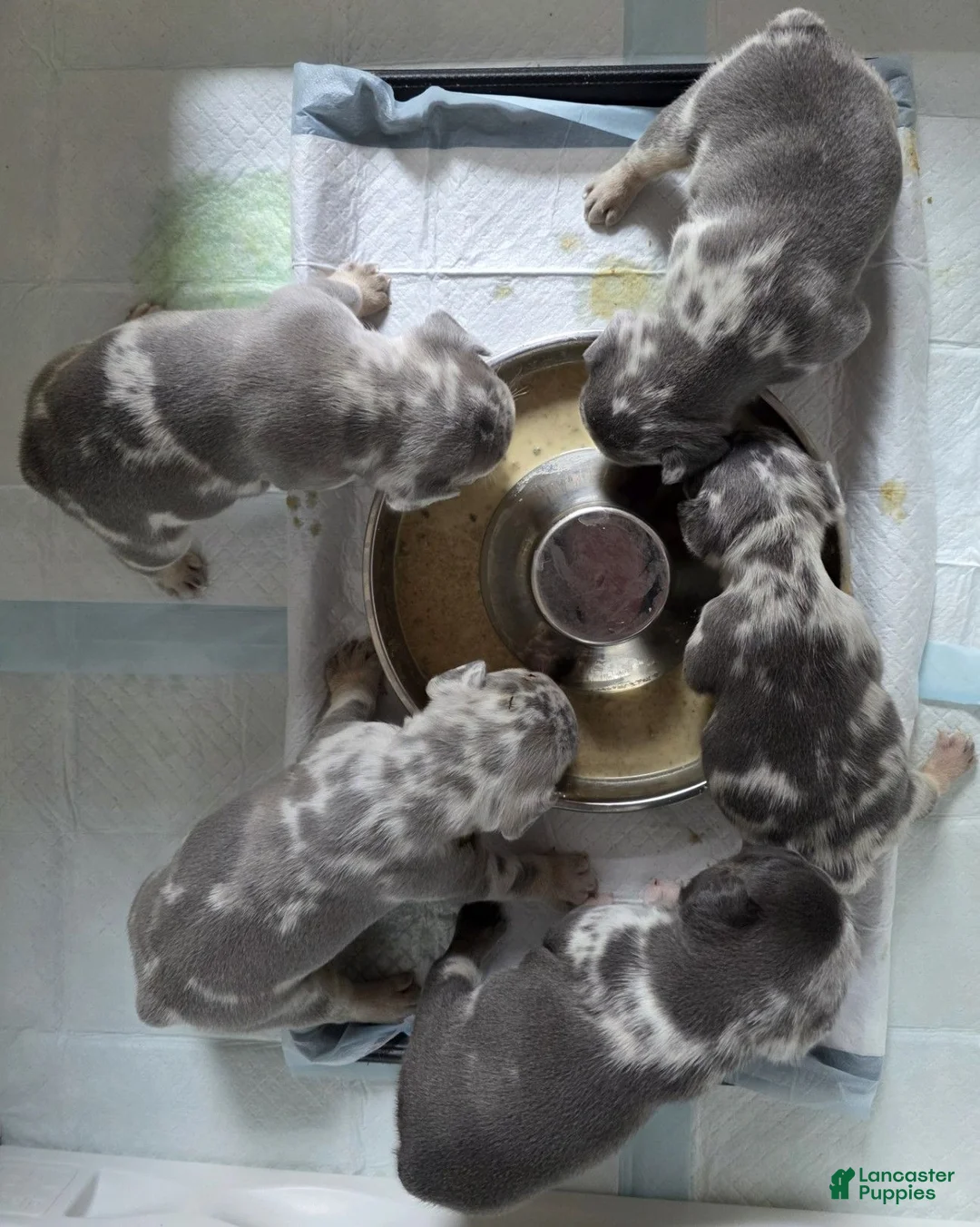 French Bulldog dogs for sale: Sage - Ad 10