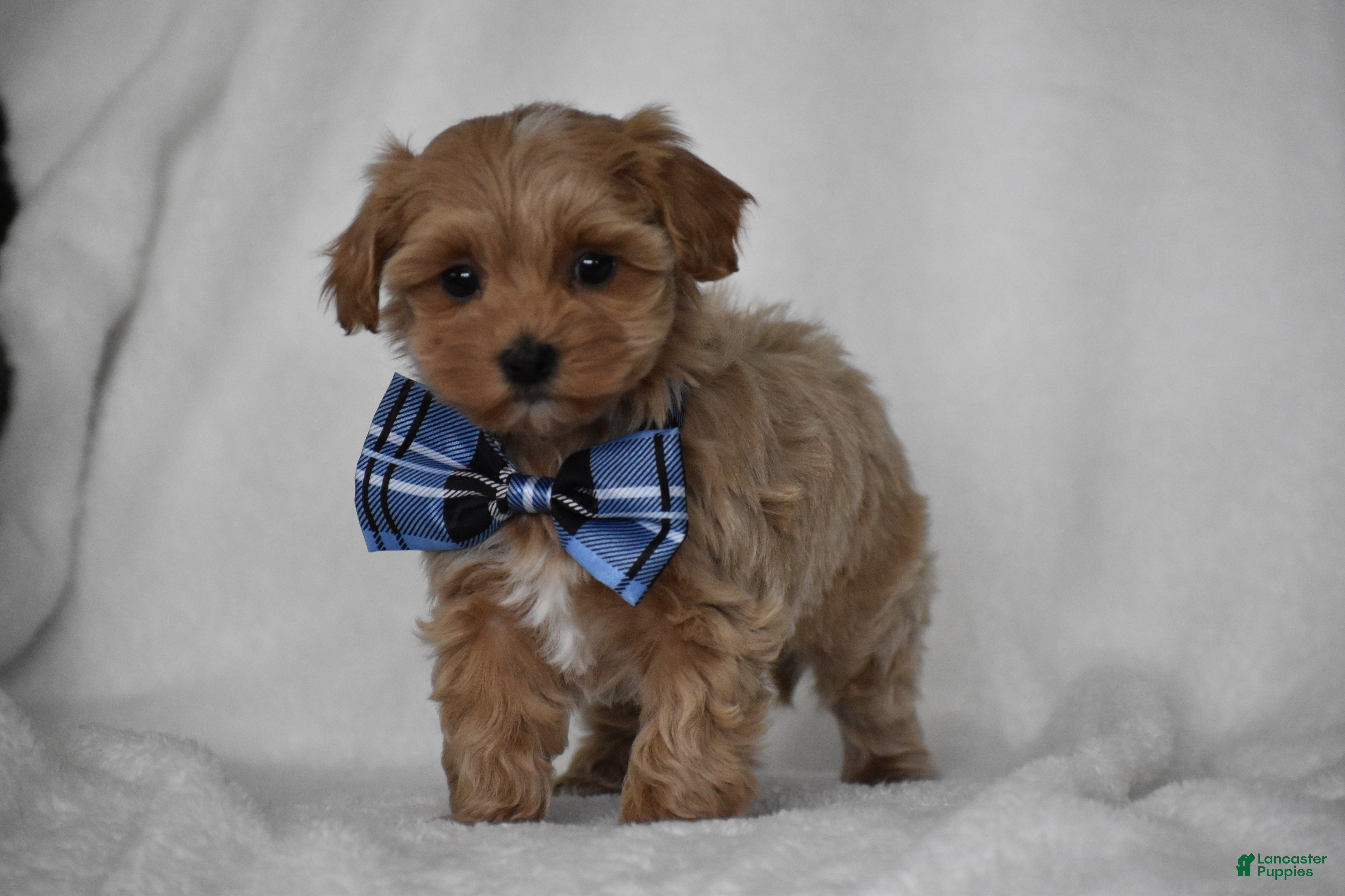 Maltipoo dogs Simba - Ad 1