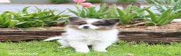 Pomeranian dogs for sale: Tiffany - Ad 5