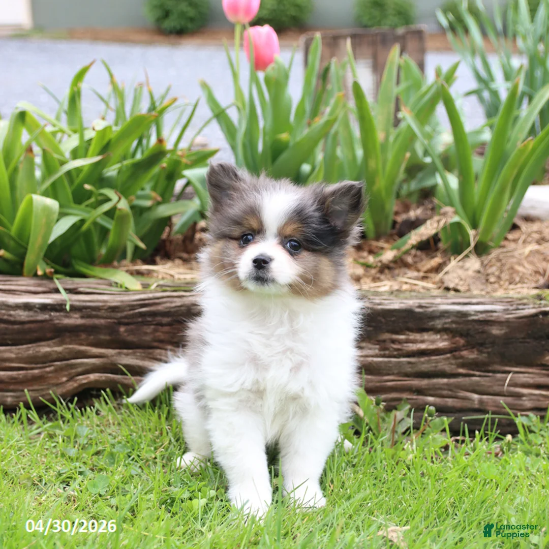 Pomeranian dogs for sale: Tiffany - Ad 5