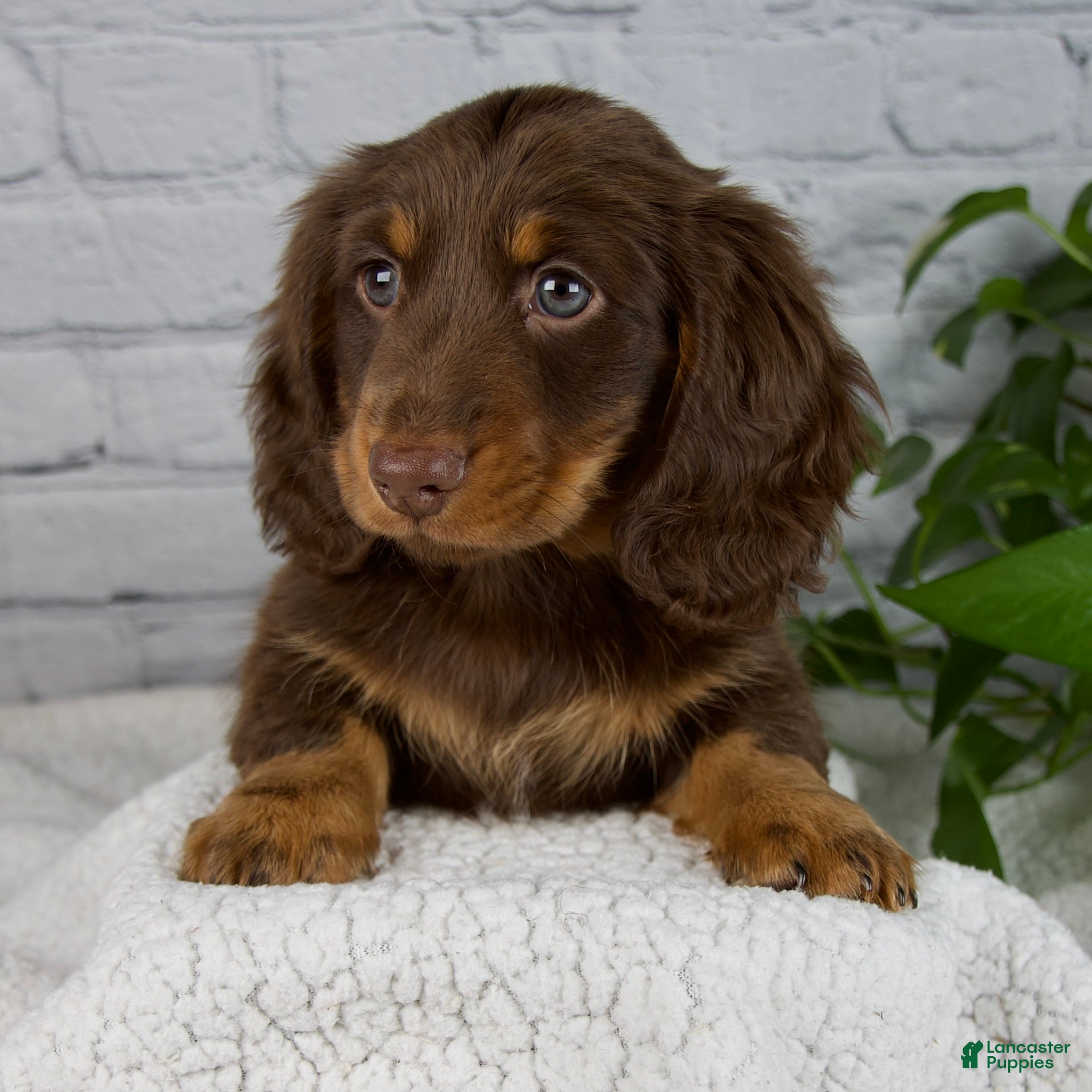Miniature Dachshund dogs Manning - Ad 3