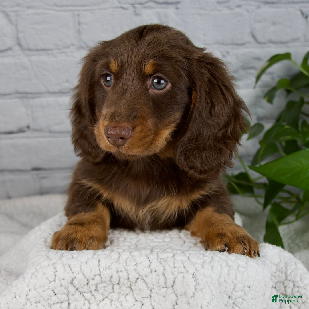 Miniature Dachshund dogs for sale: Manning - Ad 3