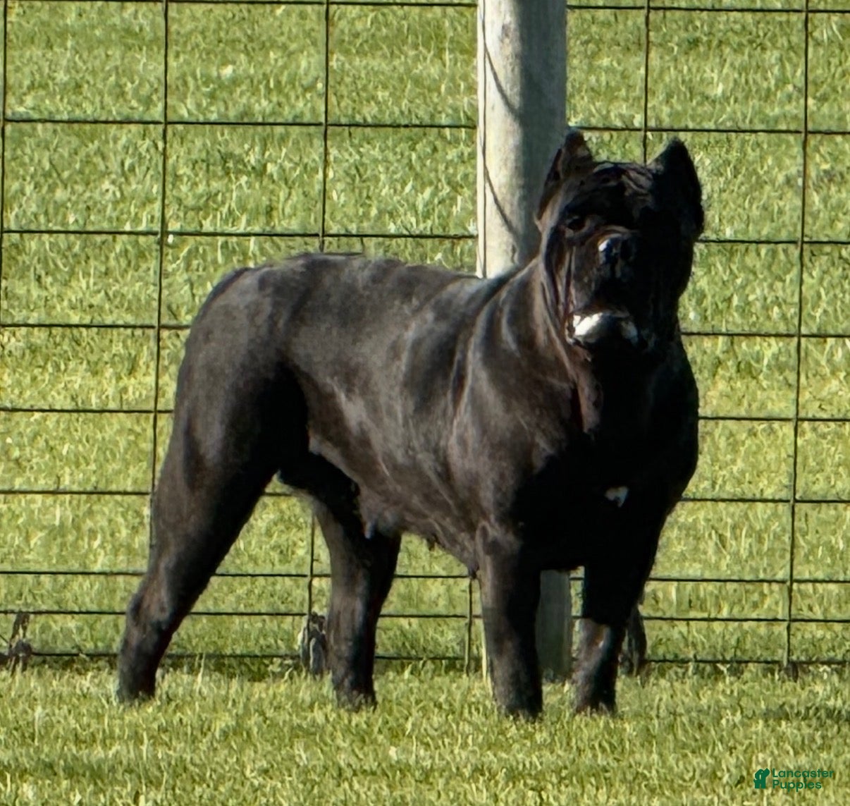 Cane Corso dogs for sale: Savage  - Ad 1