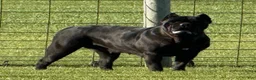 Cane Corso dogs for sale: Savage  - Ad 1