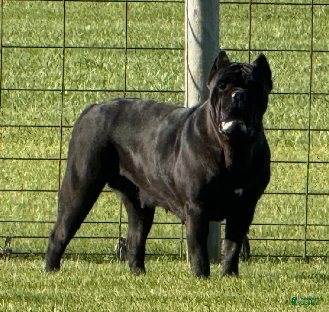 Cane Corso dogs for sale: Savage  - Ad 1