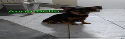French Bulldog dogs for sale: Piper - Ad 9