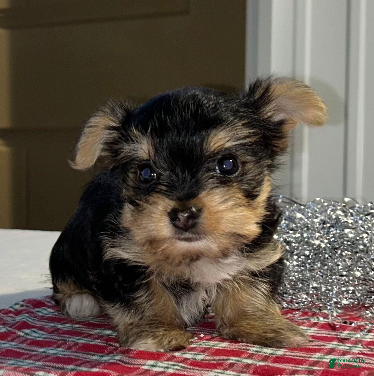 Yorkshire Terrier dogs Drew  - Ad 4