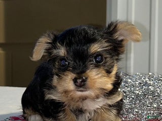 Yorkshire Terrier dogs Drew - Ad 21