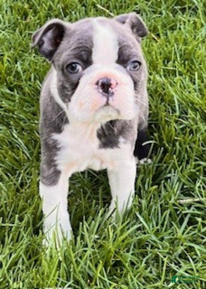 Boston Terrier dogs Bluey - Ad 2